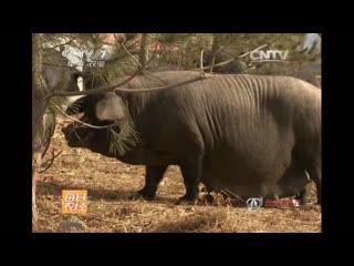 a local native 'poop belly' or gray 'purse' pig from jiaodong district, shandong province.